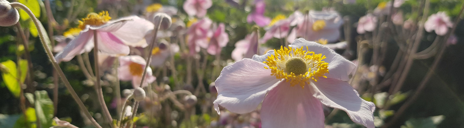 Slide-1 Neu Anemone