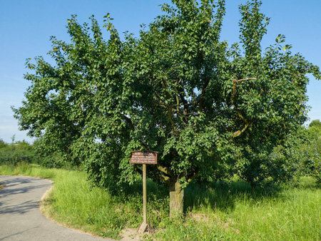Buehler Fruehzwetschge 450