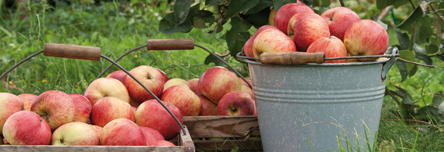 Streuobstsorte des Jahres 2014 - Französische Goldrenette